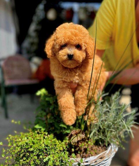 Teddy-Bear-Toy-Pudle