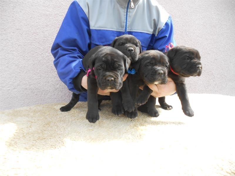 Cane-corso-stenci