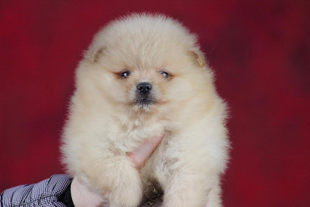 Pomeranski-spic-Boo-stenad