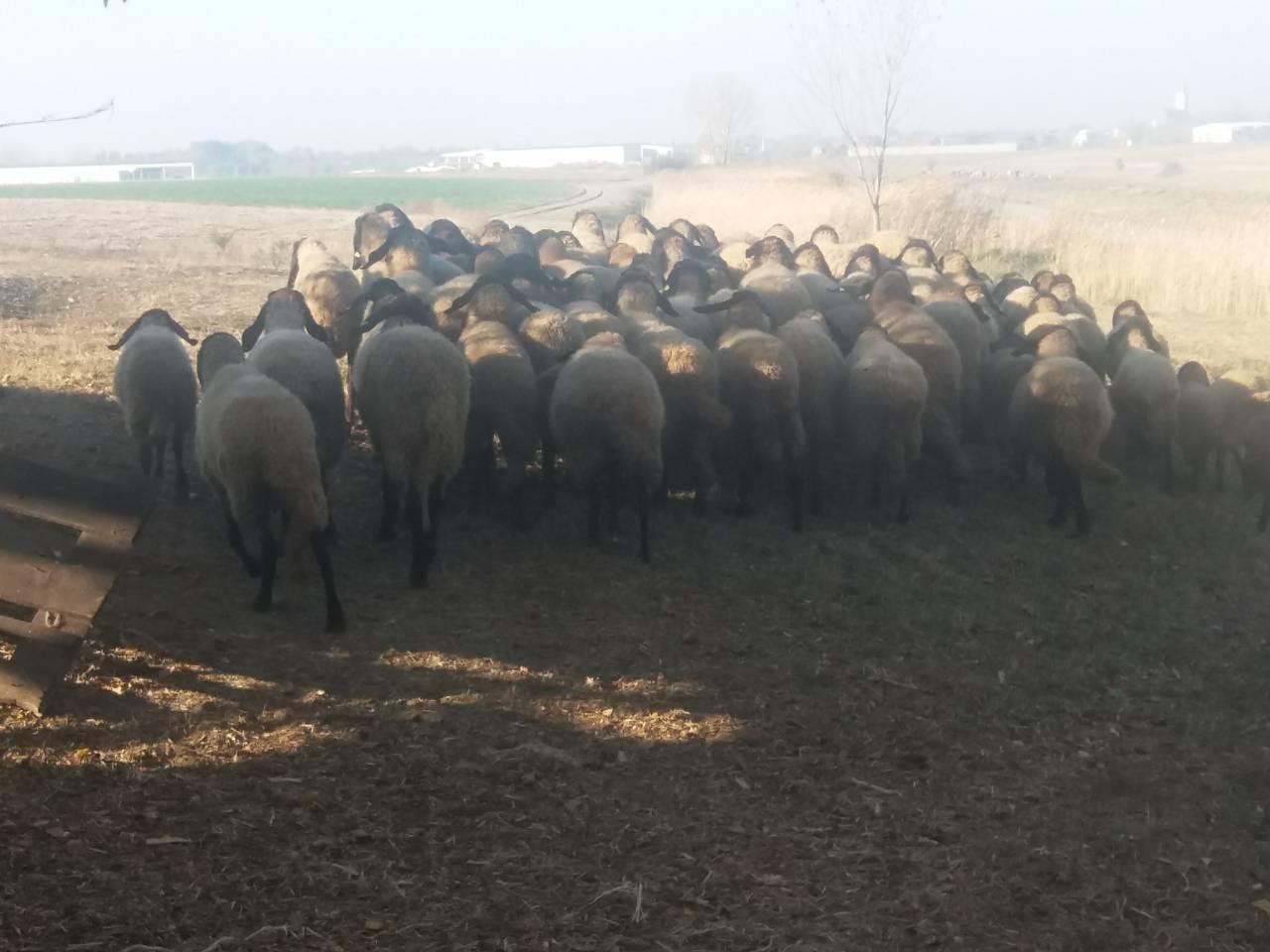 Stado-60-sjagnjenih-ovaca