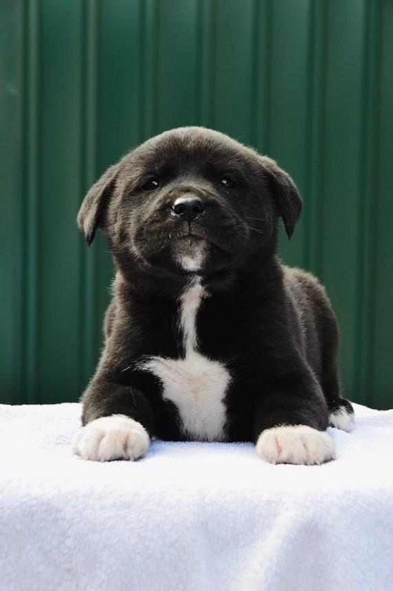 Cane-corso-štenci