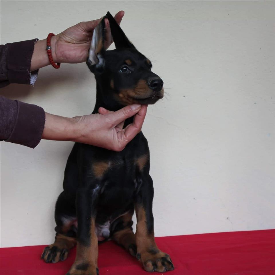 Doberman-štenci