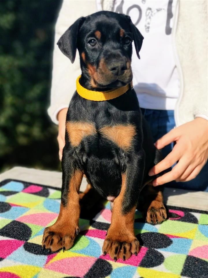 Doberman--štenad