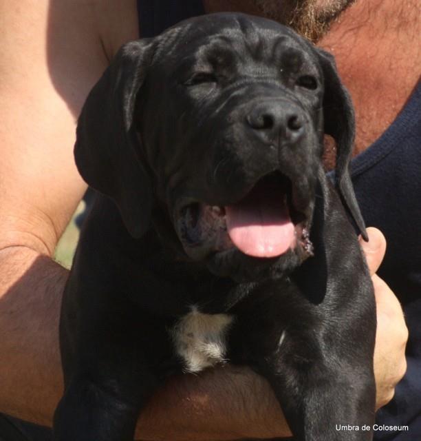 Cane-corso-stenci