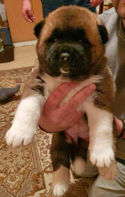 Američka-Akita--štenci