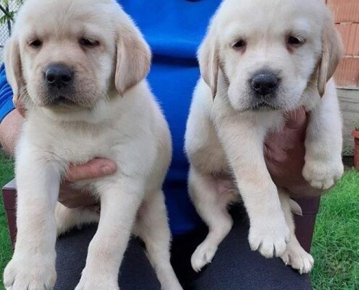 Labrador-štenci