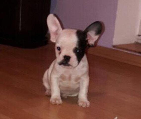 Francuski buldog, štenci