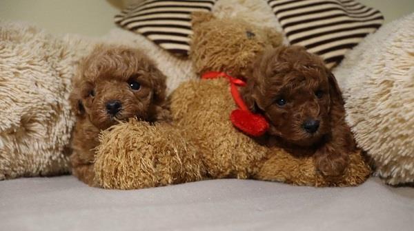Mini-Poodle