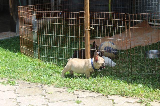 Francuski-Buldog-štenci