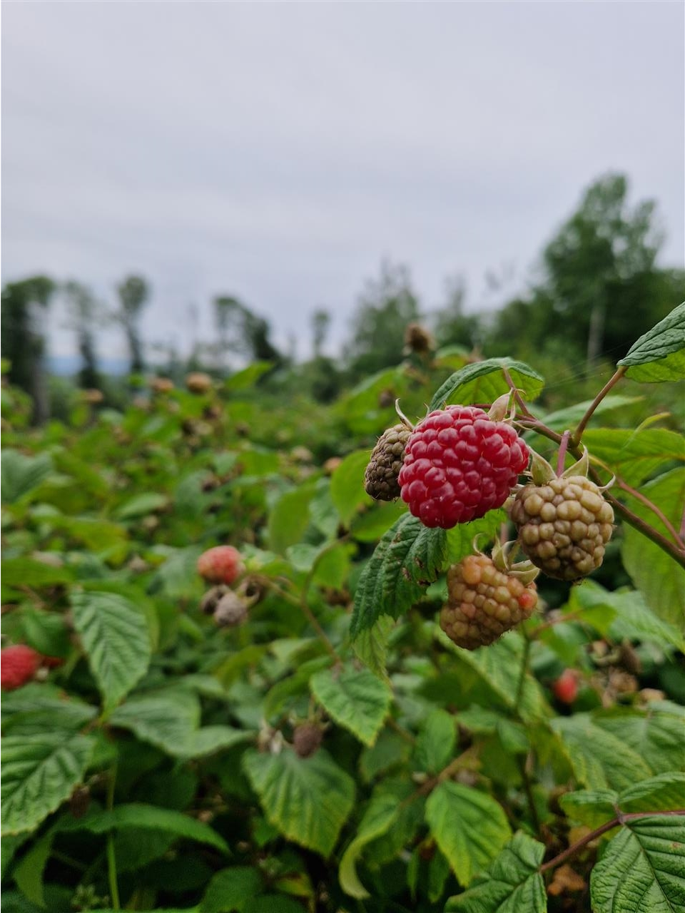 Berba-Malina-