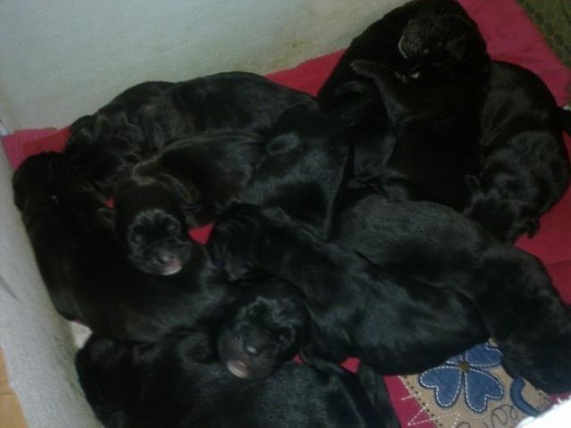 Cane-Corso-stenci-