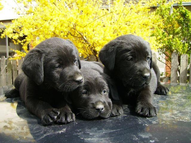 Labrador retriver, crni stenci