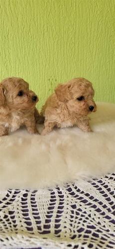 Mini Maltipoo štenci