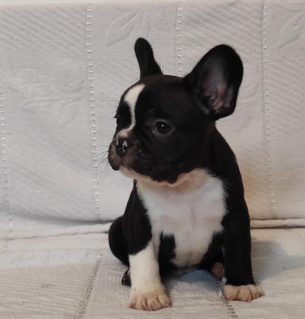 Francuski-buldog