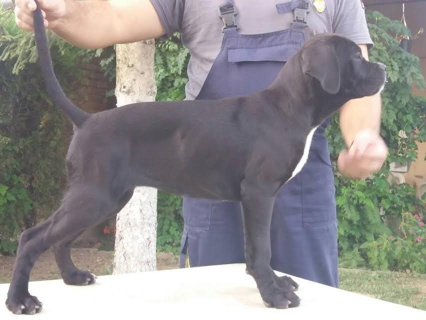Cane-corso-stenci