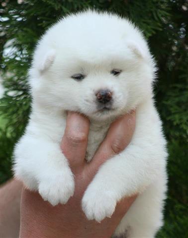 Akita inu stenci