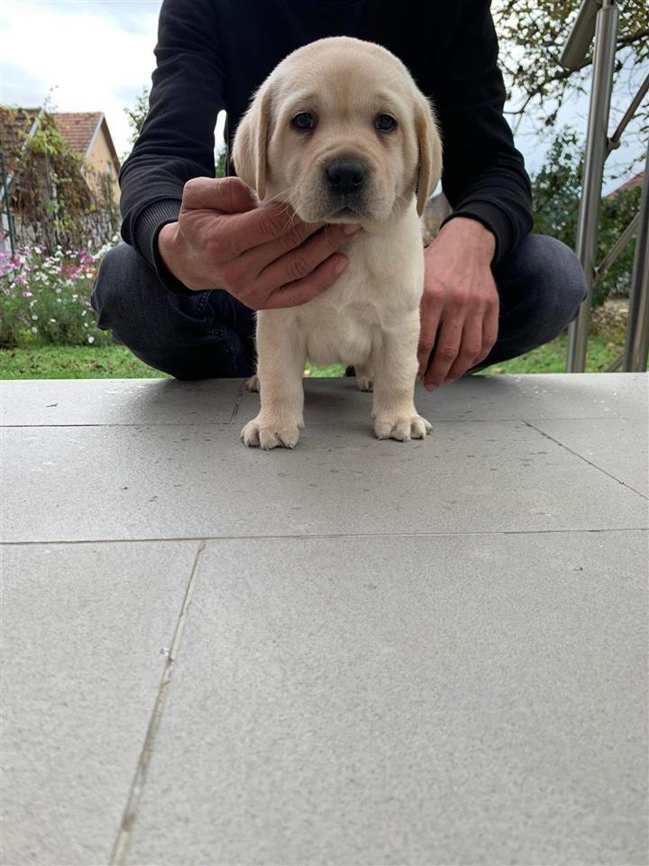 Labrador-retriver-stenci-