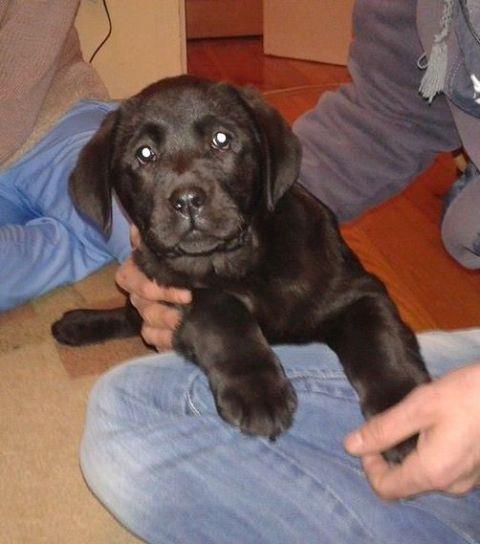 Labrador-štenci-
