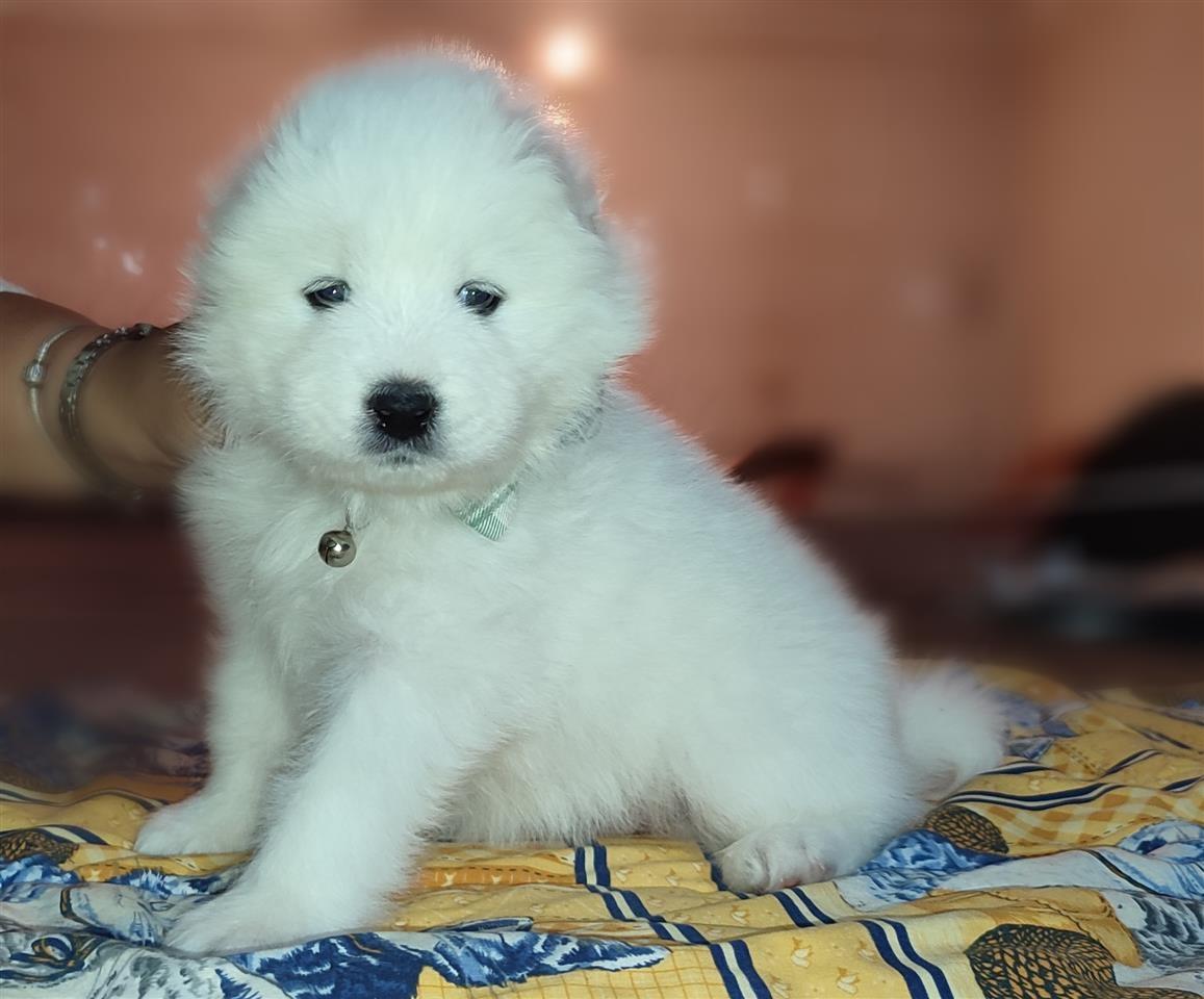Stene-samojeda-