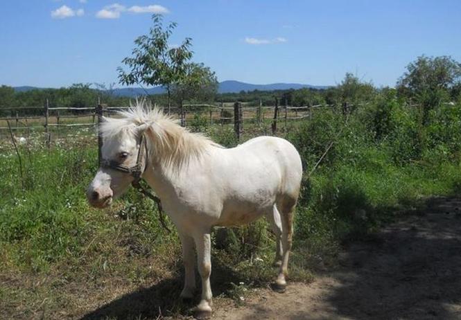 Konj poni