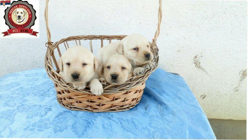 Labrador-retriver-