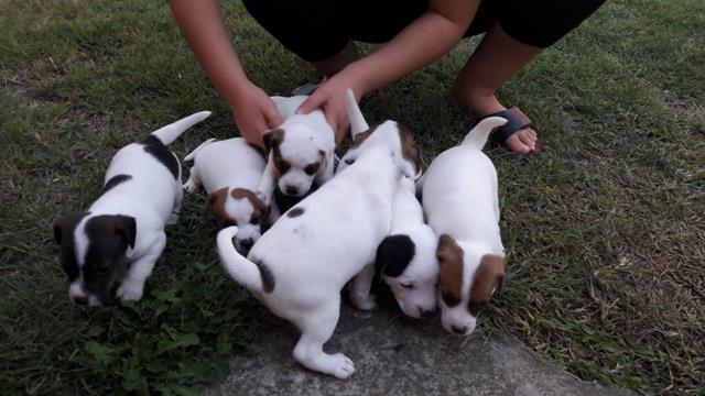 Džek-Rasel---Jack-Russel--