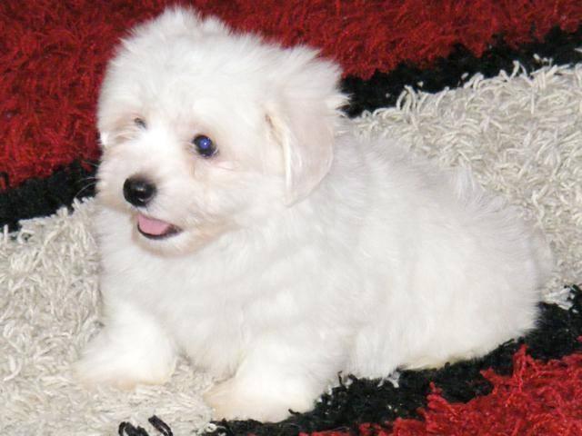 Coton-de-Tulear