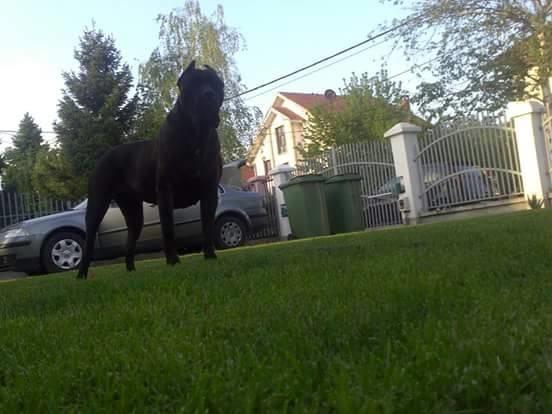 Cane-Corso-štenad