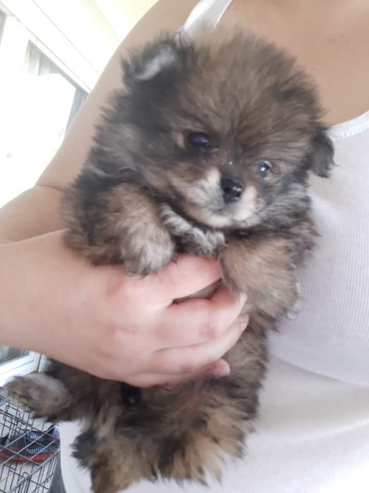 Pomeranski-špic-