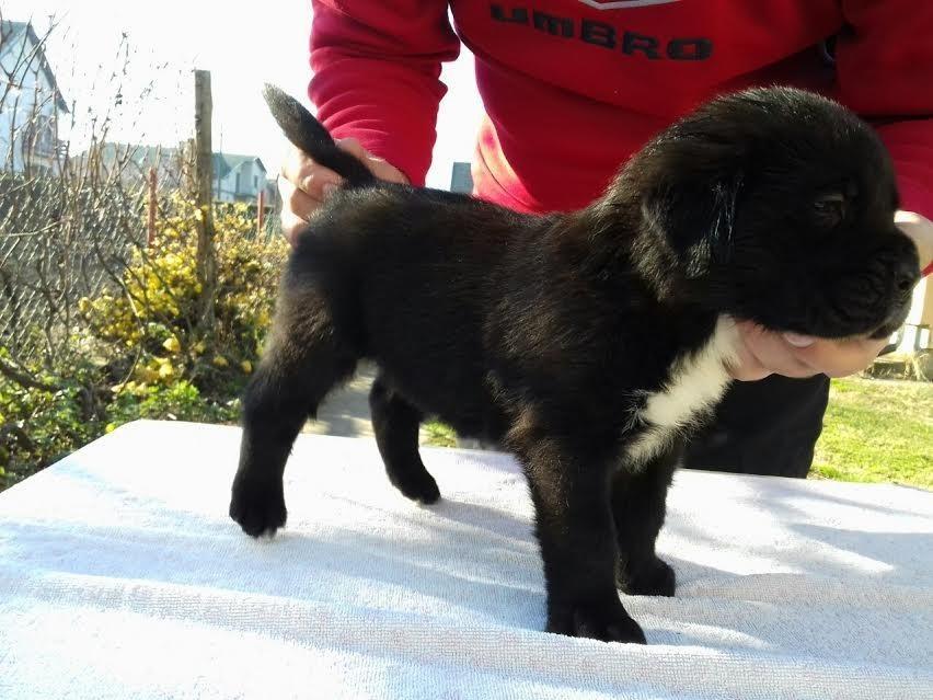 Cane-Corso-štenci