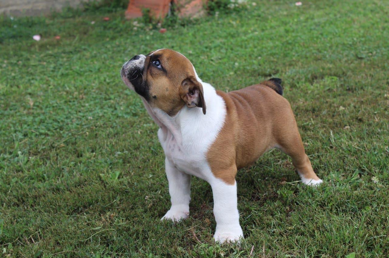 Engleski-buldog-štene