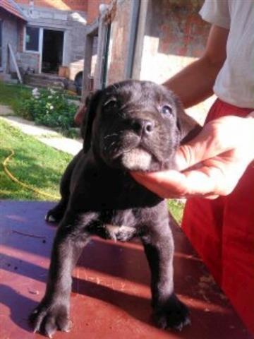 Cane-corso-stenci