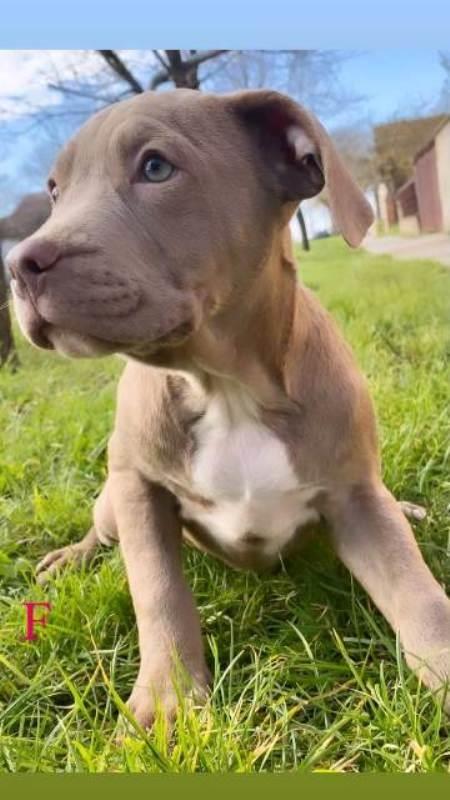 Pitbull-Lilac-štenci