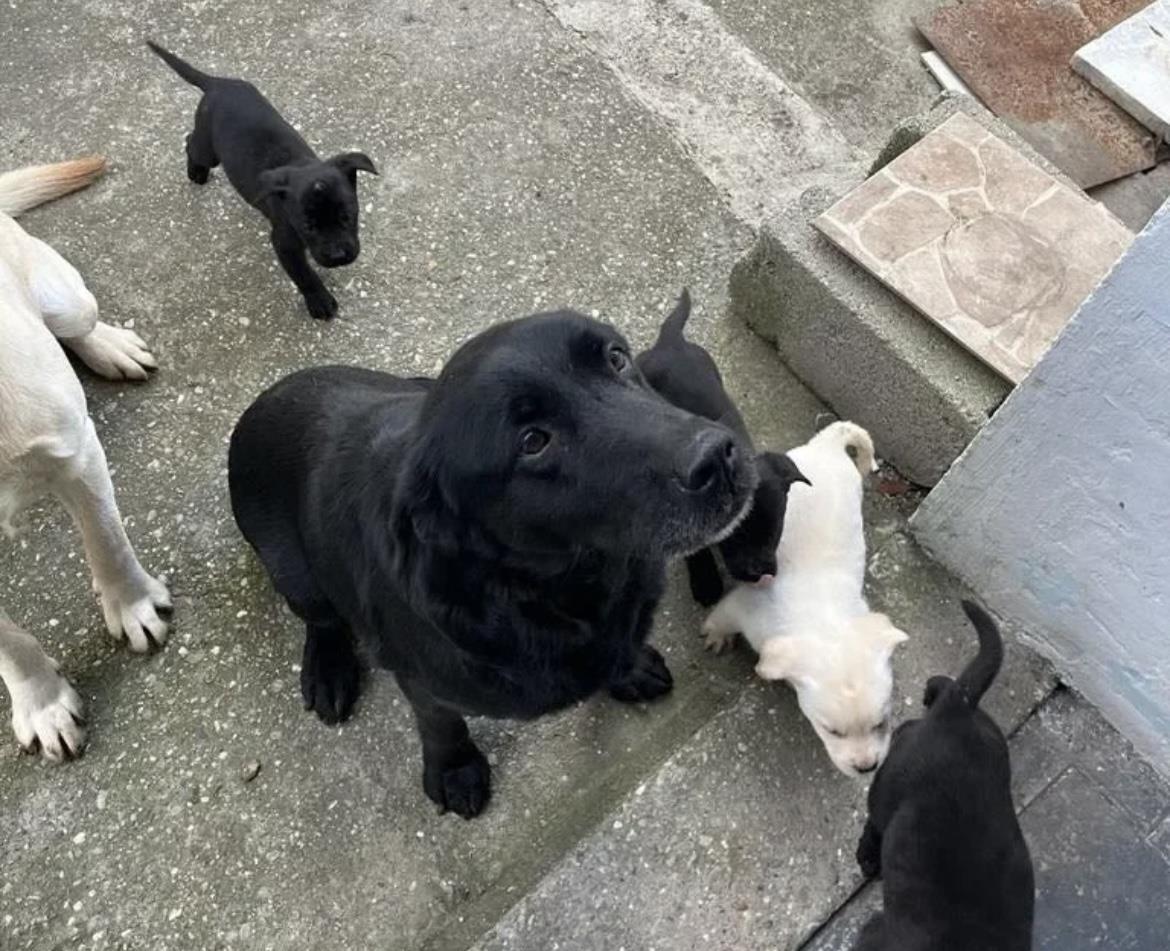 Labrador-štenci-