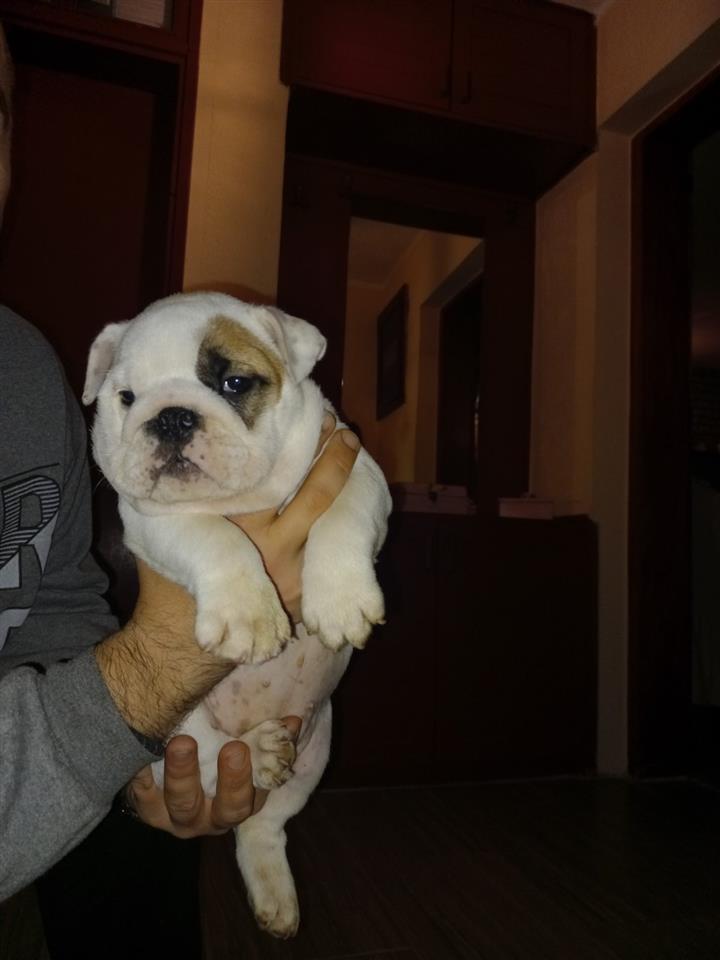 Engleski-buldog-štenci