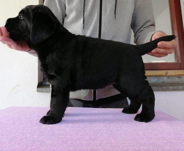 Stenci-LABRADOR-RETRIVERA