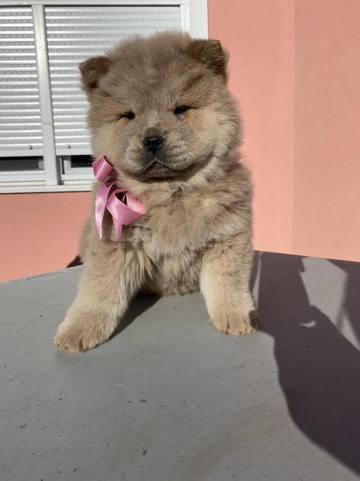 Chow-chow-štenci