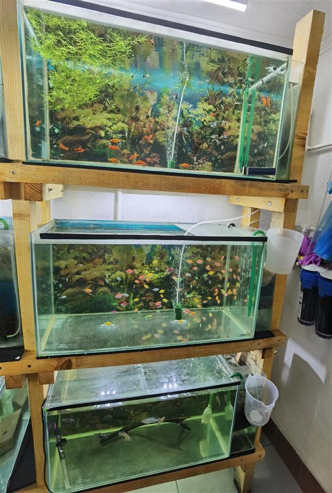 Pet-Shop
