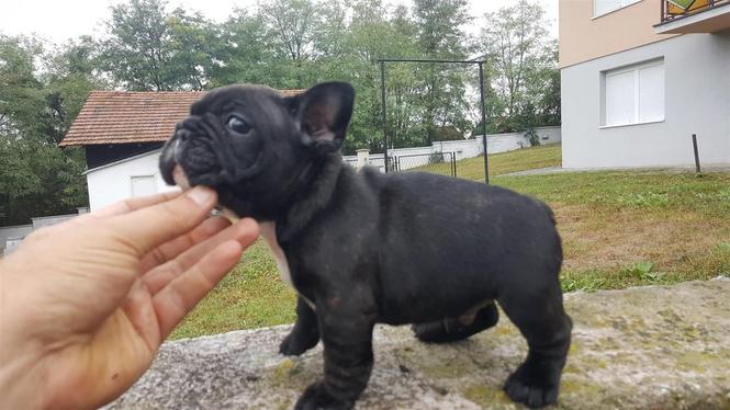 Francuski buldog štenci