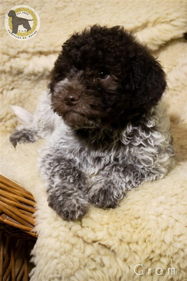 Lagotto-romagnolo