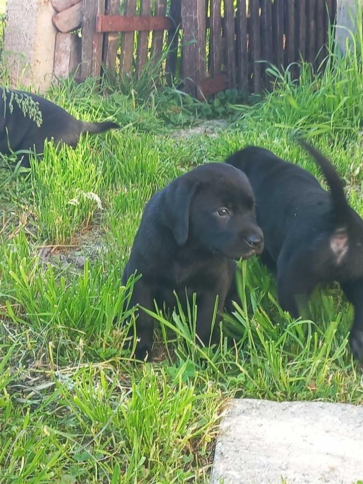 Labrador-Retriver