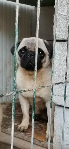 Mops povoljno