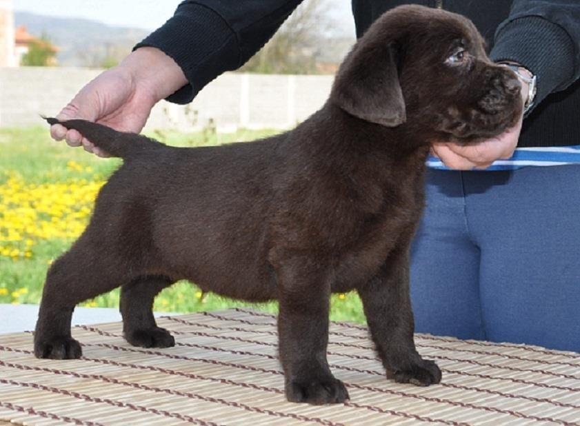 Labrador-Retriver