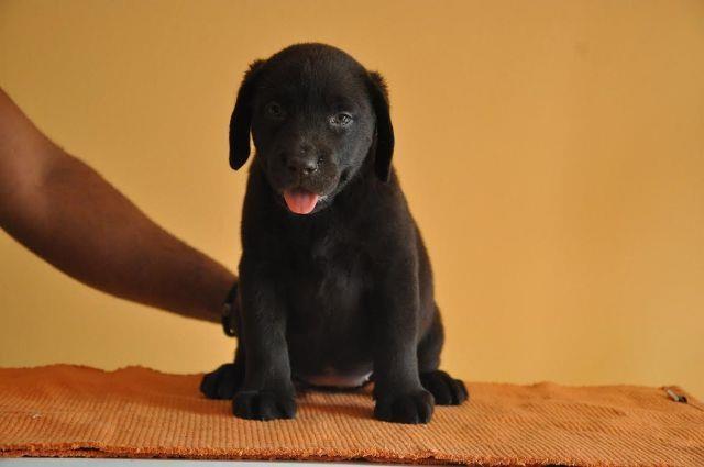 Labrador-Retriver--cokoladni-stenci