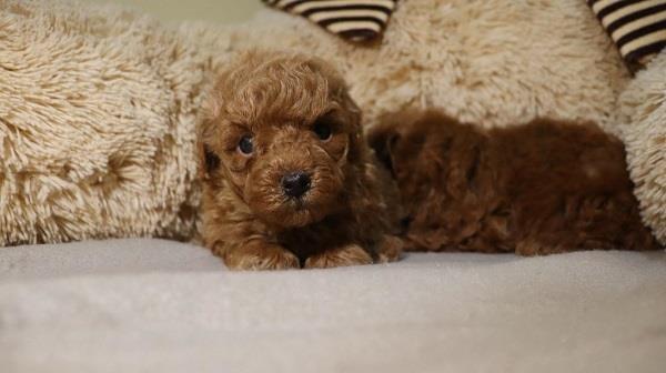 Mini-Poodle
