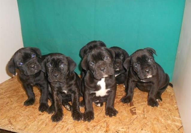 Cane corso stenci