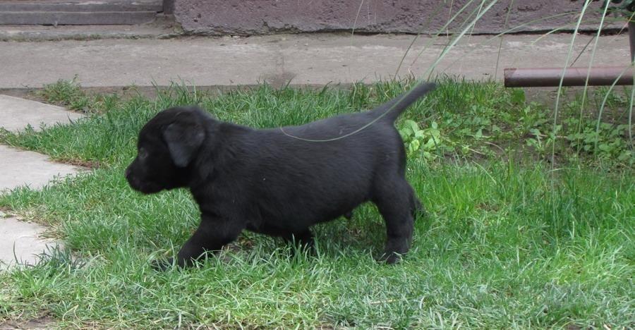 Labrador-retriver-stenad
