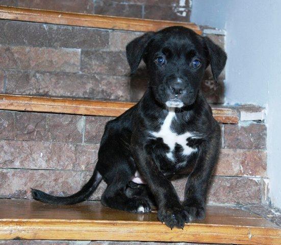 Cane-Corso-zensko-stene