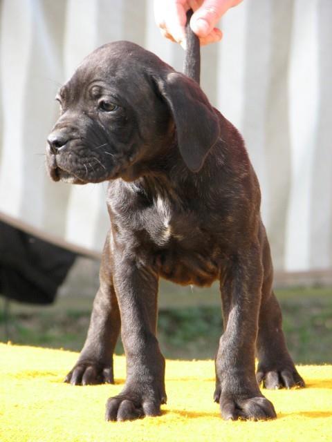 Cane-corso-stenci
