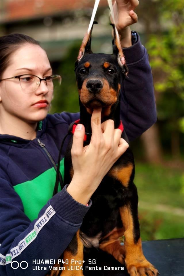 Doberman-štenad-